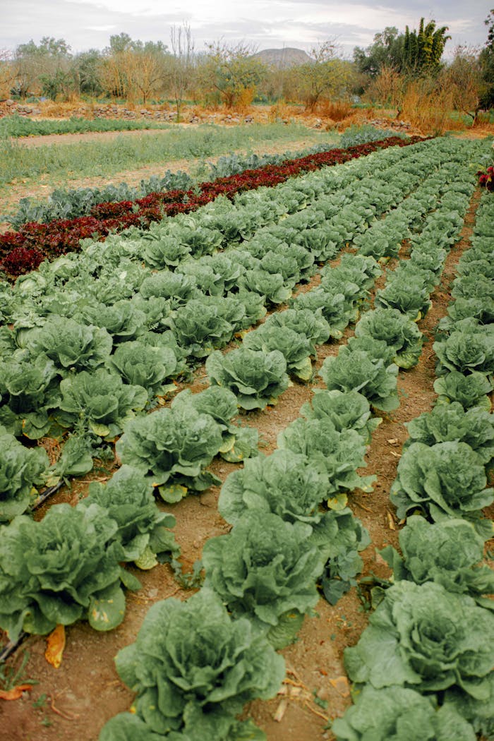 A vibrant photo of fresh cabbage rows in an organic farm, showcasing sustainable agriculture in a rural setting.