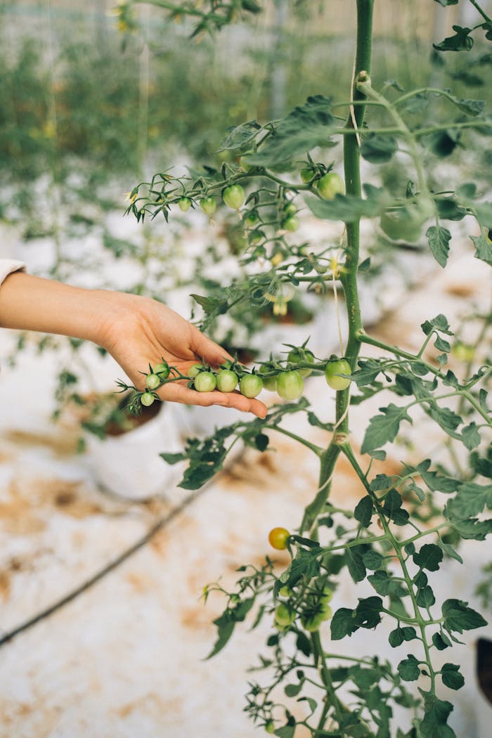 A hand reaches for unripe tomatoes on a vine in a greenhouse setting.