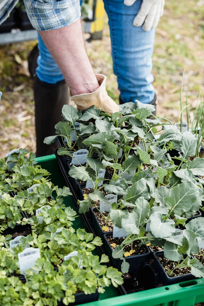 From above of crop unrecognizable gardener putting box with fresh organic plants in big container on farmland in daylight