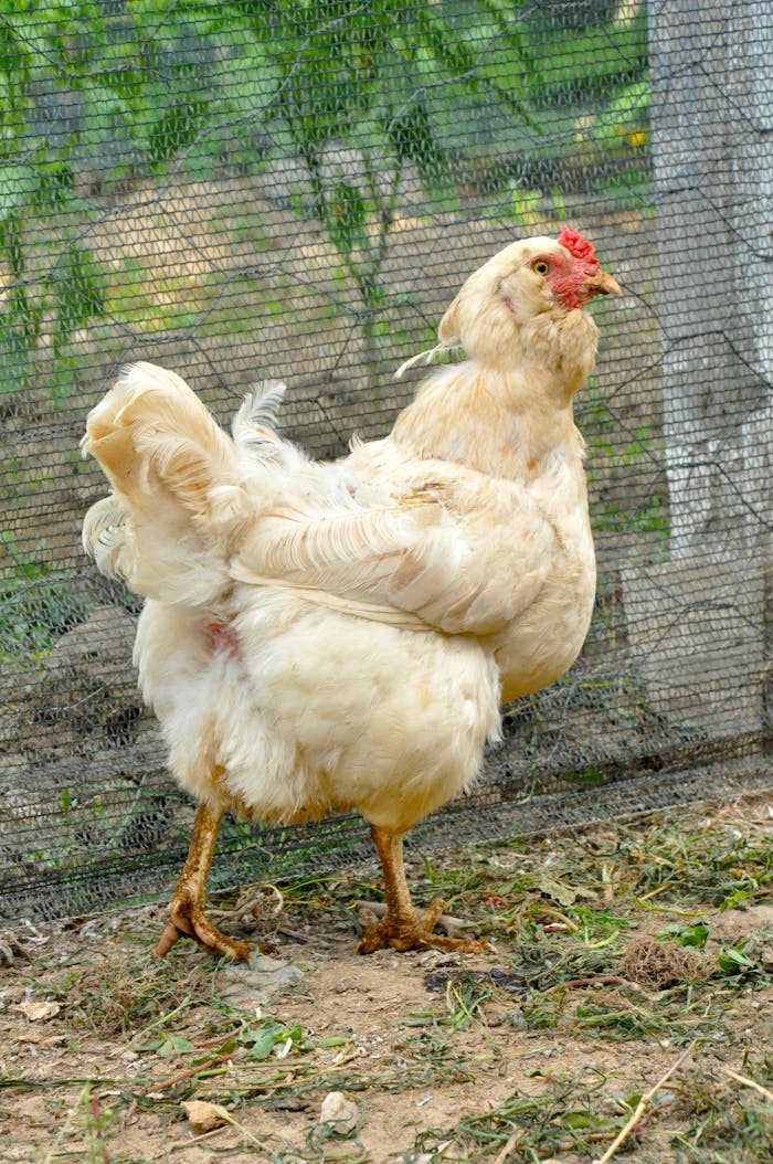 A hen standing outdoors by a wire fence in Türkiye, showcasing domestic poultry in daylight.